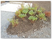 Mads Herman Fjeld Andersen